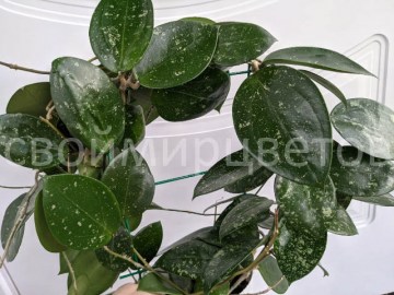 Хойя Acuta stable pink spot splash EPC 997 10112021